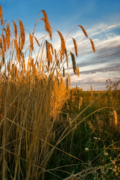 The field of rye — Stock Photo, Image