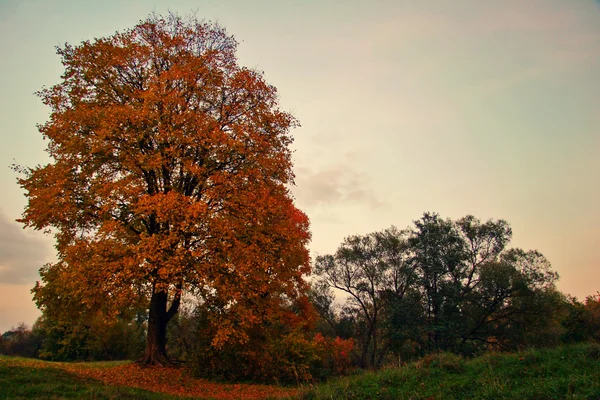 Herfst veld — Stockfoto