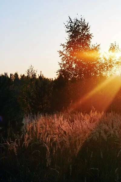 Sonnige Herbstwiese — Stockfoto