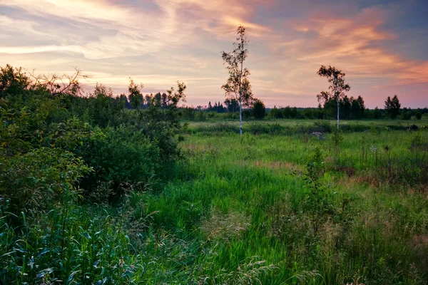 Sommersonnenuntergang auf dem Feld — Stockfoto
