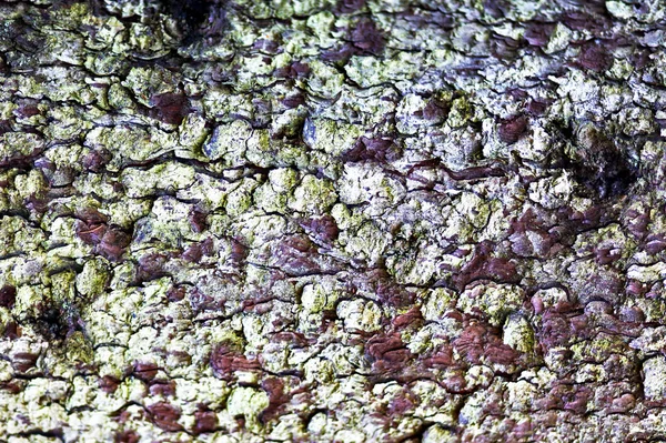 Close-up of an old tree bark — Stock Photo, Image