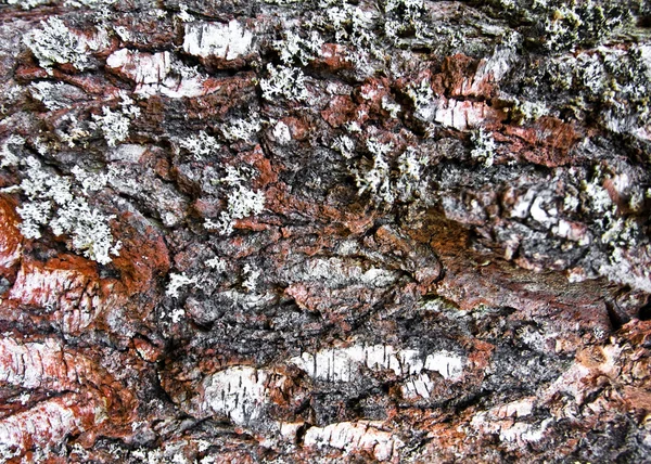Yakın çekim yaşlı bir ağaç kabuğu — Stok fotoğraf