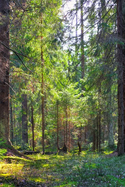 夏の森 — ストック写真