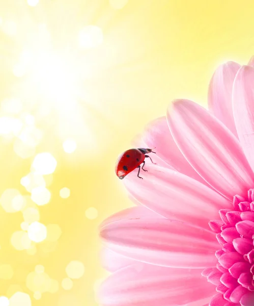 Pétala de flor com inseto senhora — Fotografia de Stock
