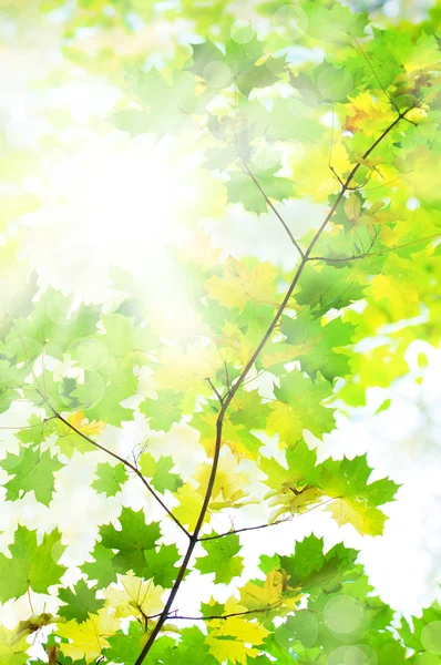 Saubere grüne Blätter — Stockfoto