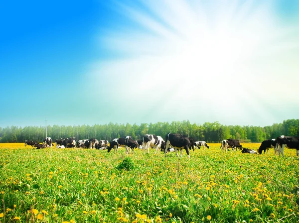 Cow in a pasture — Stock Photo, Image