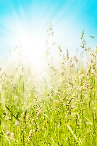 Gräs och perfekt blå himmel — Stockfoto