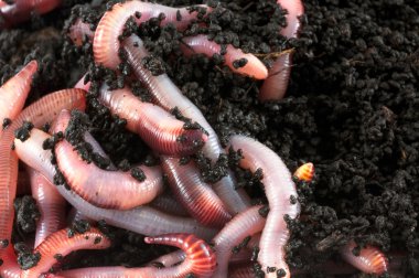 Earthworms clipart