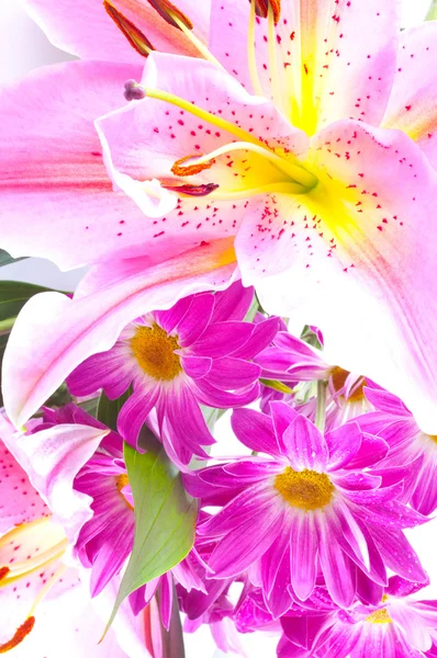 Tropische rosa Lilie — Stockfoto