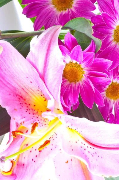 Тропическая розовая лилия — стоковое фото