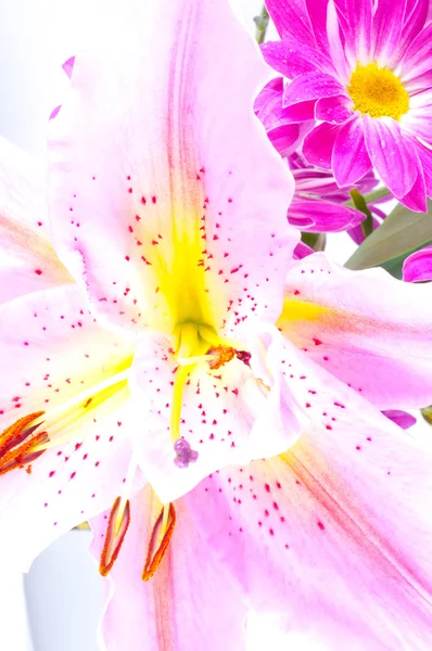 Tropikalny różowa lilia — Zdjęcie stockowe