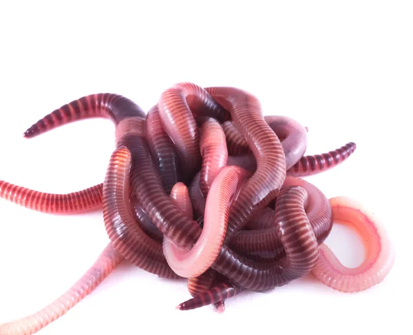 stock image Earthworms