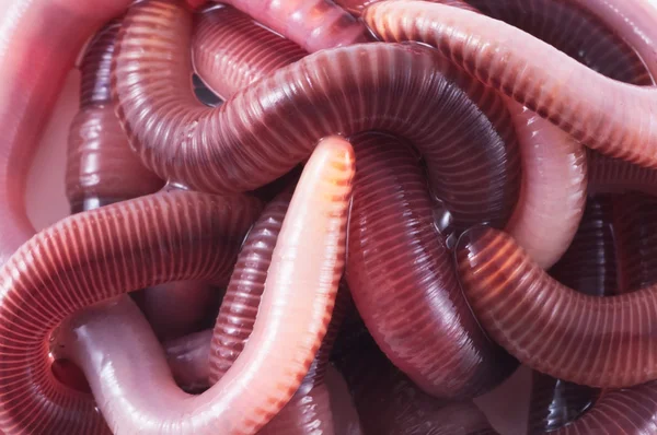 stock image Earthworms