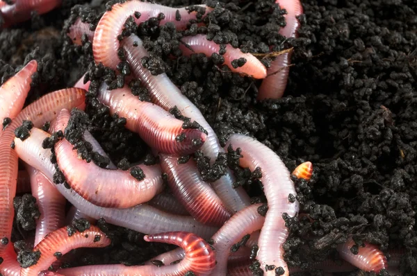 Земляные черви — стоковое фото