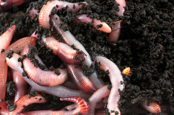 Earthworms Stock Image