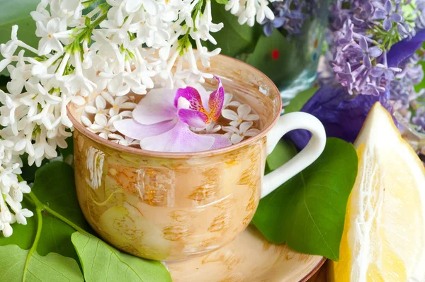 Bir fincan çay ve Bahar Dalı — Stok fotoğraf