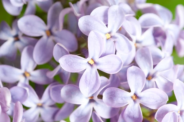 Lila bloemen — Stockfoto