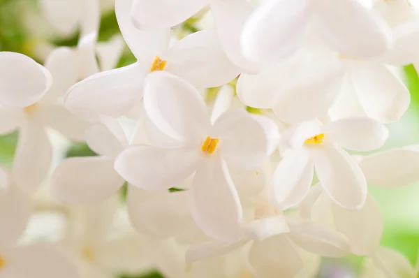 Flores lilás — Fotografia de Stock