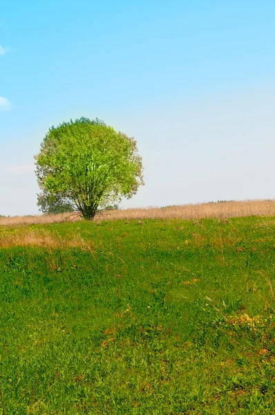 외로운 나무 — 스톡 사진