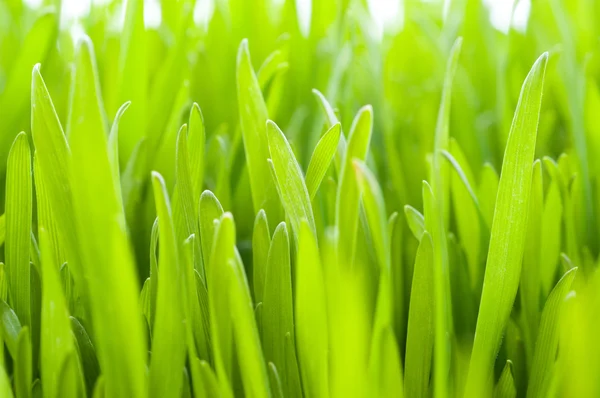 푸른 잔디의 근접 촬영 — 스톡 사진