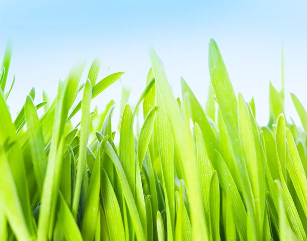 Крупним планом зеленої трави — стокове фото