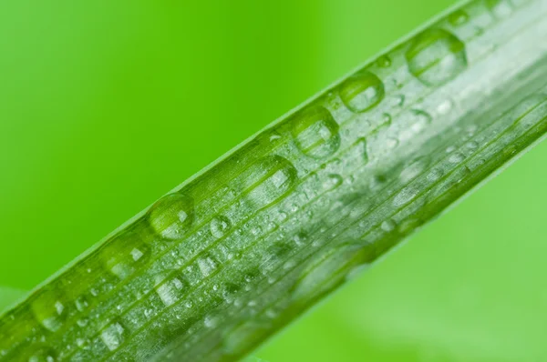 Close-up van het groene gras — Stockfoto