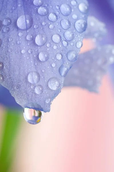 Iris de lila — Photo