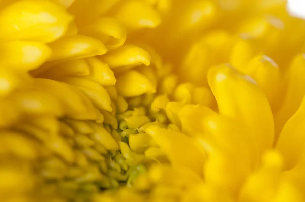 Crizanteme galbene — Fotografie, imagine de stoc