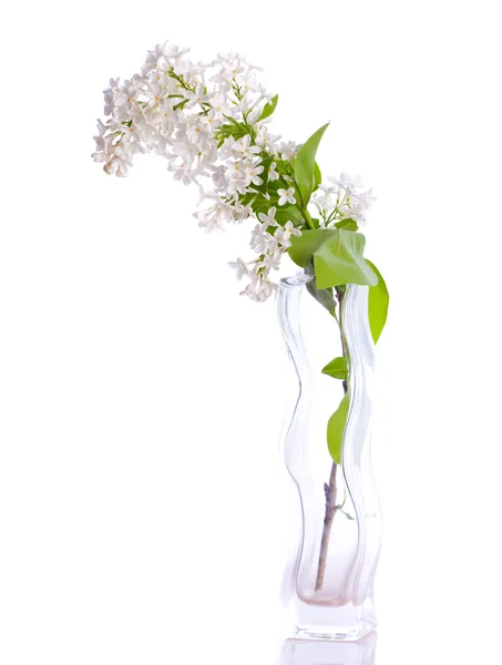 Bouquets lilla . — Foto Stock
