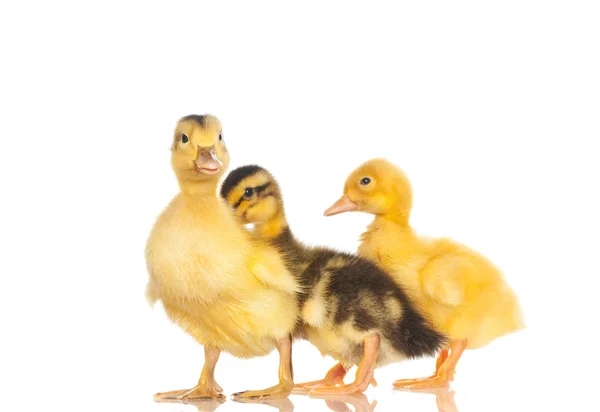 Sarı ördek yavrusu — Stok fotoğraf