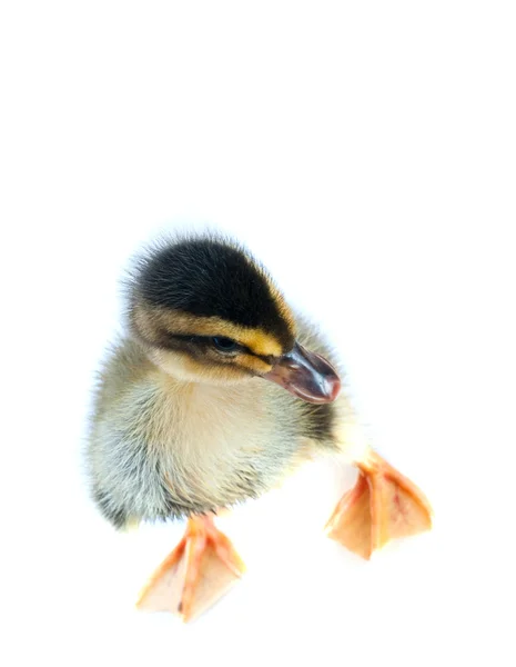 Sarı ördek yavrusu — Stok fotoğraf