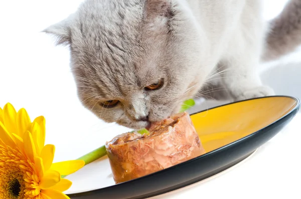 Jedzenie kotów — Zdjęcie stockowe