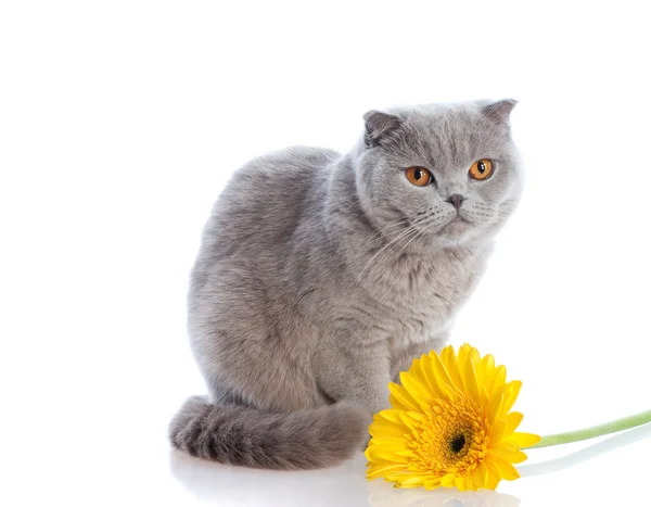 Кошка и цветок — стоковое фото