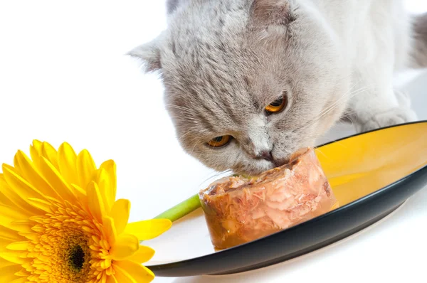 고양이먹기 — 스톡 사진
