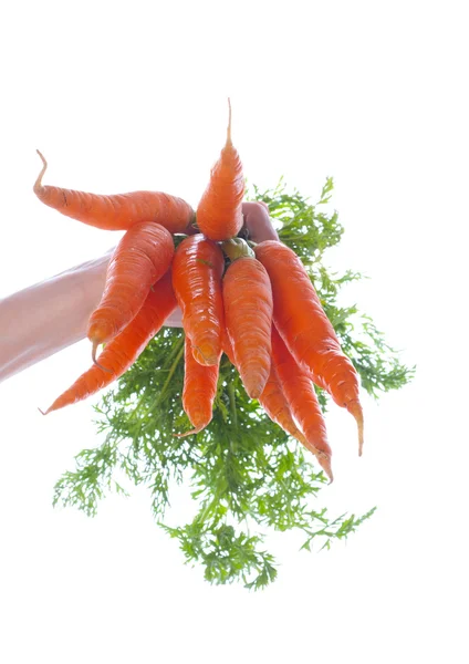 Zanahoria verdura fresca —  Fotos de Stock
