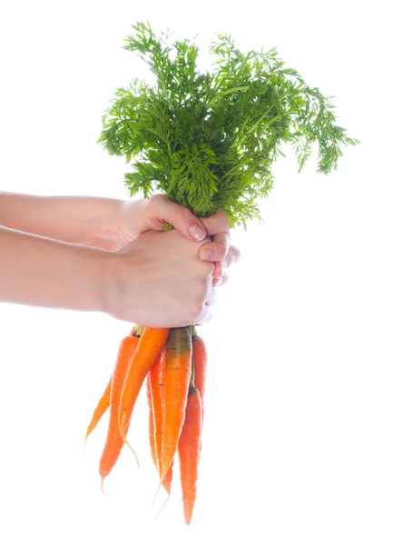 Marchew świeże warzywa — Zdjęcie stockowe