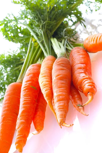 Marchew świeże warzywa — Zdjęcie stockowe