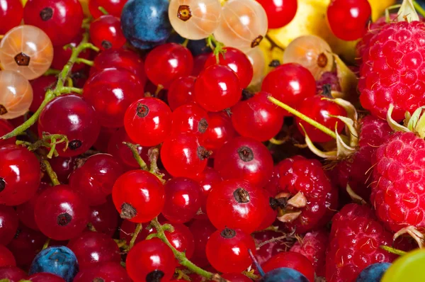 Смешанные ягоды — стоковое фото