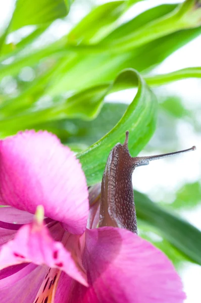 Snail on fresh leaf — Stock Photo, Image