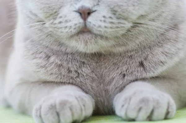 Brit macska-portré — Stock Fotó