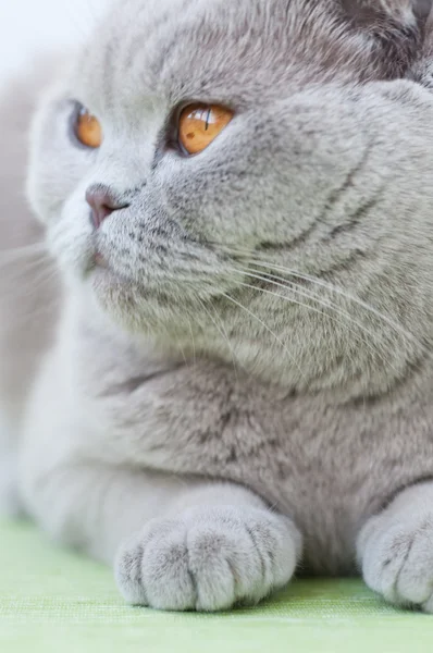 Porträtt av brittiska katt — Stockfoto