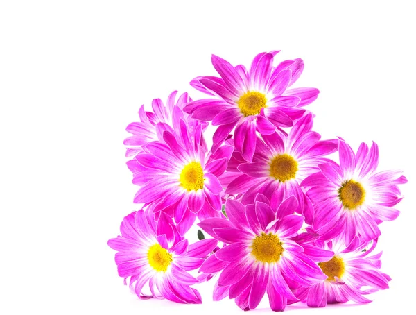 Букет хризантем — стокове фото