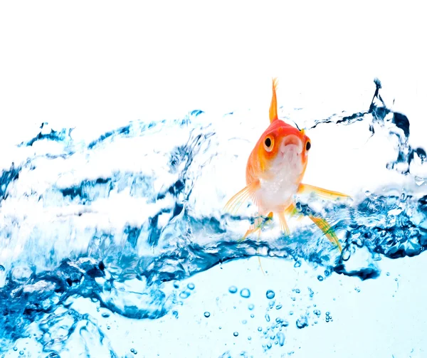 ジャンプの金の魚 — ストック写真