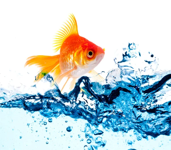 Gold fish jumping — Stock Photo, Image