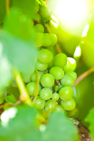Zöld szőlő közeli lövést — Stock Fotó