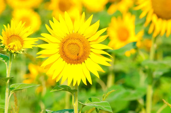 Beauty sunflower — Stock Photo, Image