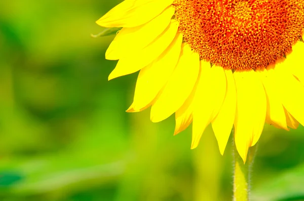 Beauty sunflower — Stock Photo, Image