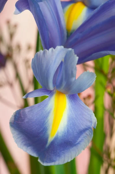 Prachtige verse iris bloemen. — Stockfoto
