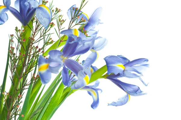 Hermosas flores frescas de iris . — Foto de Stock