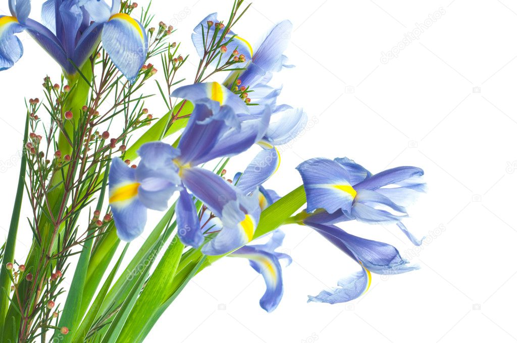 Beautiful fresh iris flowers.